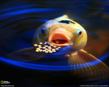 koi eeding, cool HD wallpaper