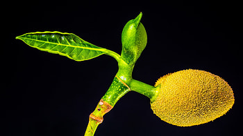 Jackfruit , resolution, Food graphy, Visual feast HD wallpaper