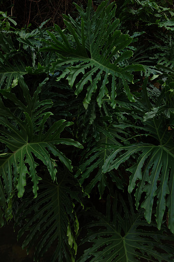 Leaves, Plant, Dark, Glossy HD phone wallpaper