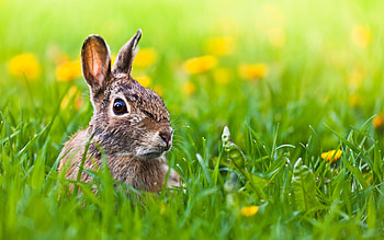 Rabbit, cute, animal, grass HD wallpaper