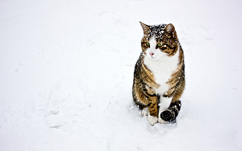Animals, Winter, Cats, Snow HD wallpaper