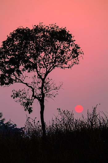 Nature, Sunset, Twilight, Silhouette, Wood, Tree, Dusk HD phone wallpaper