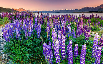 Lake Tekapo, lupins, evening, sunset, wild flowers, beautiful lake, New Zealand HD wallpaper