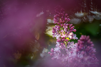 Nature’s Elegance: Vibrant Lilac Blooms, nature, lilac HD wallpaper