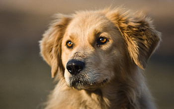 Animals, Dogs HD wallpaper