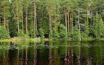 Green trees, Green, Tree, Trees, Nature, River HD wallpaper