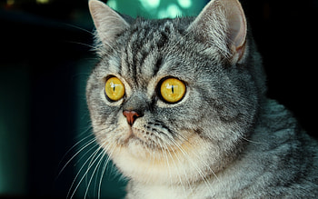 Animals, Cats HD wallpaper