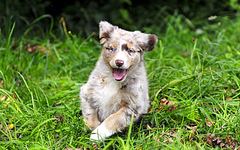 Animals, Spotty, Spotted, Puppy, Run Away, Run, Emotions HD wallpaper