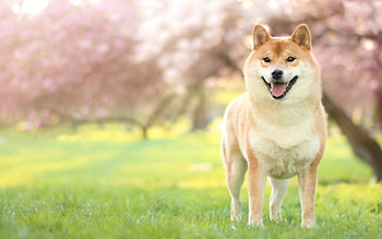 Akita inu on the lawn, Spring pets, Cute animals, Vibrant colors HD wallpaper