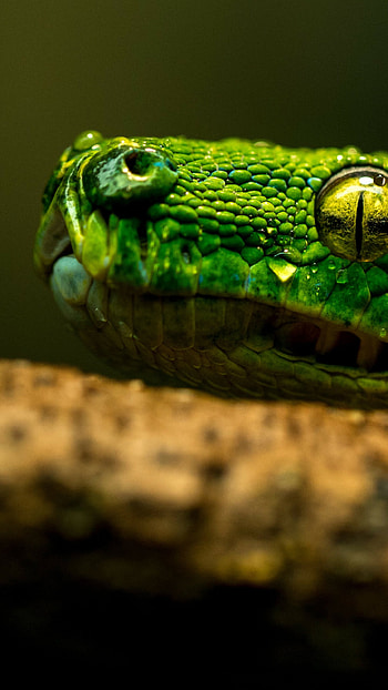 Snake eye, Snakes HD phone wallpaper