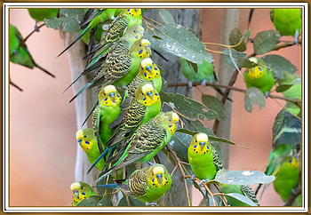 FLOCK OF BUDGIES, BIRDS, NATURE, BUDGIES HD wallpaper