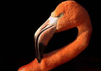 flamingo, birds, vienna, flamingos, zoo HD wallpaper