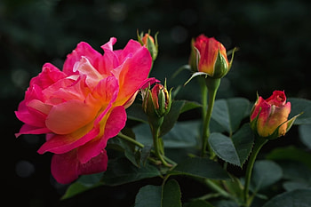 red rose with buds, rose, buds, red, nature, flowers HD wallpaper