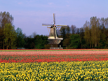 Keukenhof Gardens, gardens, lisse, , keukenhof, beautiful, netherlands HD wallpaper