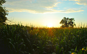 Sunset in July, blue, beautiful, corn, fields, clouds, trees, nature, sky, sunset HD wallpaper