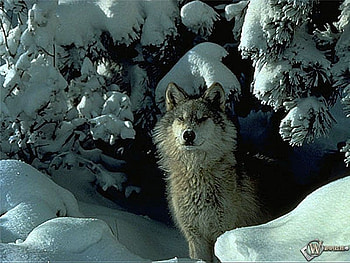 Wolf, animal, cave, wild HD wallpaper
