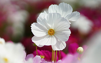 Nature, Flowers, Macro, Petals, Stem, Stalk HD wallpaper