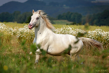 Knabstrupper Horse, horses, leopard, appaloosa, danish, knabstrupper, spotted HD wallpaper