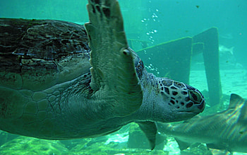 Animals, Turtles, Sea HD wallpaper