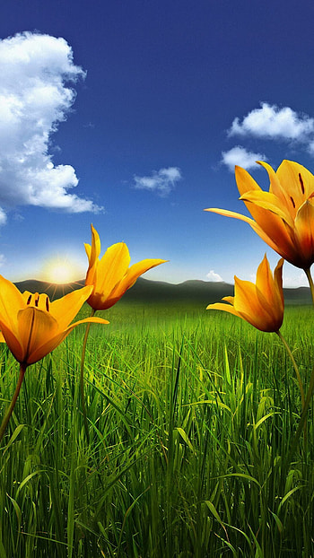 Android Full Screen Nature , More At Android Full Screen N. Nature , Android Nature, Nature , Nature Full Screen HD phone wallpaper