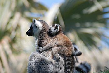 Animals, Young, Couple, Pair, Care, Lemur, Joey HD wallpaper