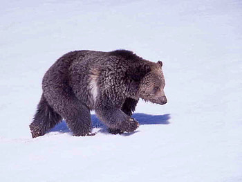 Grizzly-Bear, grizzly, cool, bear HD wallpaper