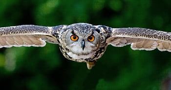 Majestic owl soaring; vivid eyes, detailed feathers captured in flight over lush green backdrop. HD wallpaper