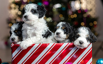 Puppies, animal, dog, Christmas HD wallpaper