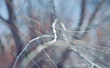 Plant, Macro, Branch, Stick, Sticks HD wallpaper