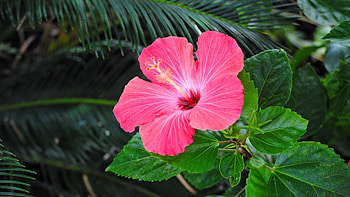Jungle hibiscus, Pink paradise, Tropical beauty, Kde store treasure HD wallpaper