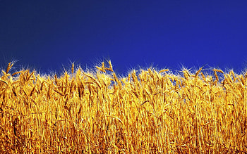 Plants, Background, Wheat HD wallpaper