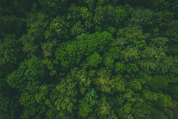 Nature, Trees, View From Above, Top, Forest, Tops HD wallpaper
