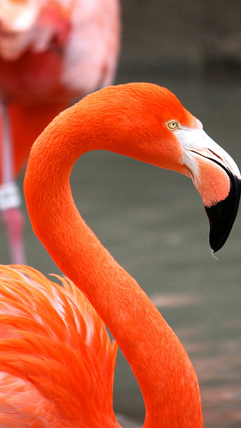 Cute birds, Colorful feathers, Cheerful backgrounds, Avian beauty HD phone wallpaper
