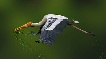 Painted storks, Nest-making material, Close-up shot, Vibrant backgrounds HD wallpaper