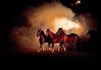Wildfire, horses, running, smoke, trees, orange, fire HD wallpaper
