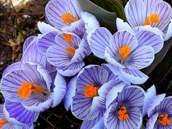 crocus, purple, nature, flower HD wallpaper
