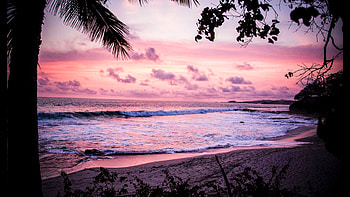 Palm Tree Sea Ocean Clouds , trees, ocean, clouds, nature, sea HD wallpaper