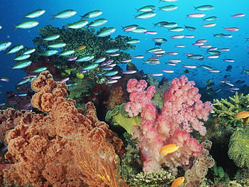 Landscape, Water, Sea, Fishes HD wallpaper