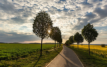 Road, clouds, fields, avenue HD wallpaper