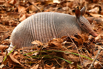 Nine Banded Armadillo, animal, nine, banded, armadillo HD wallpaper
