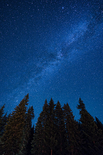 Stars, Night, Dark, Starry Sky, Fir, Spruce, Nebula HD phone wallpaper