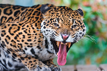 Animals, Jaguar, Grin, Muzzle, Predator, Big Cat HD wallpaper