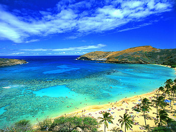 Hawaii, Sea, Horizon, , Beach, Ocean, Palm Tree HD wallpaper