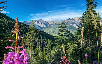 Banff national park, Alberta, landscape, trees, sky, flowers, canada HD wallpaper