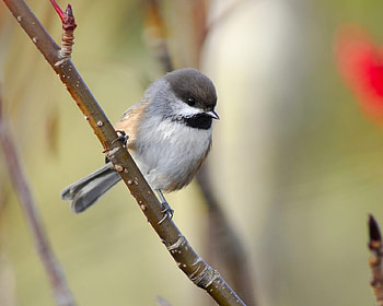 Animals, Bird, Sit, Sparrow, Branch HD wallpaper