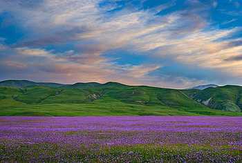 Beautiful Landscape, landscape, beautiful, purple, green, fields, clouds, nature, flowers, sky HD wallpaper