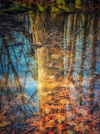 Nature, Autumn, Leaves, Reflection, Wood, Tree, Branches HD phone wallpaper