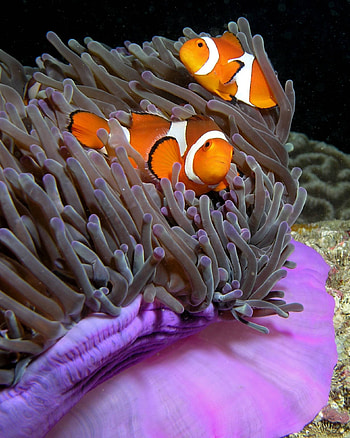 Thicker black lines, Purple anemone beauty, Ritteri anemone charm, U HD phone wallpaper