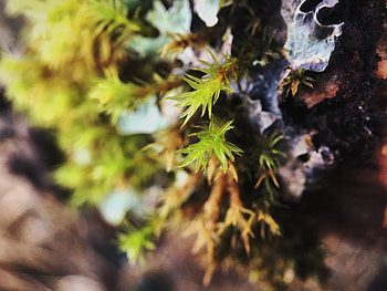 Leaves, Macro, Close-Up, Sprout HD wallpaper