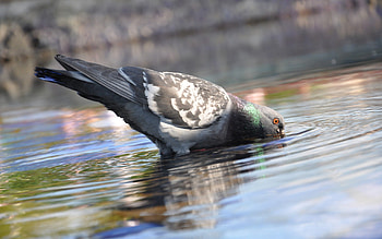 Animals, Water, Bird, Beak, Drink, Dove HD wallpaper